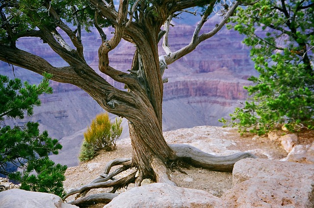 grand canyon