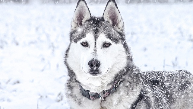 laponie husky